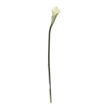Pl Calla Pojedyncza-Prom.