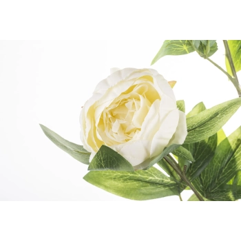 Pl Peonia