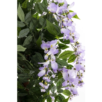 Drzewko Dekoracyjne Wisteria