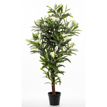 Roślina Dekoracyjna Oleander