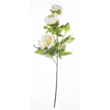 Pl Peonia